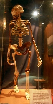 השלד של לוסי במוזיאון הלאומי באדיס אבבה