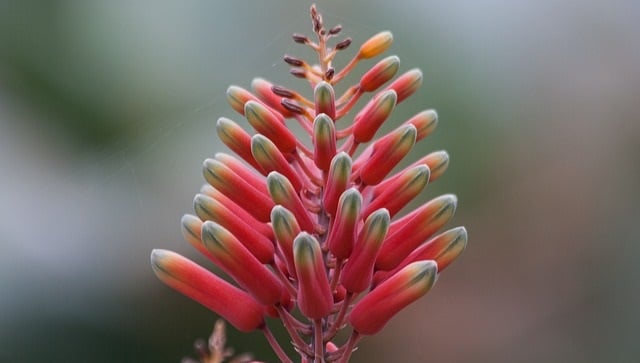 פרח Aloe megalacantha באתיופיה