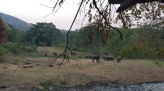 פילים בשמורה