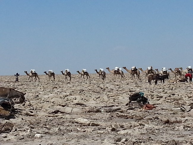 שיירת גמלים על מדבר מלח באתיופיה