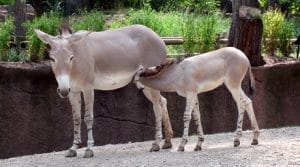‏‏זוג ערודים בתוך הפארק הלאומי יאנגודי רסה - עותק