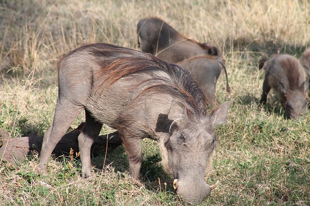 חזיר בר בטבע אתיופיה