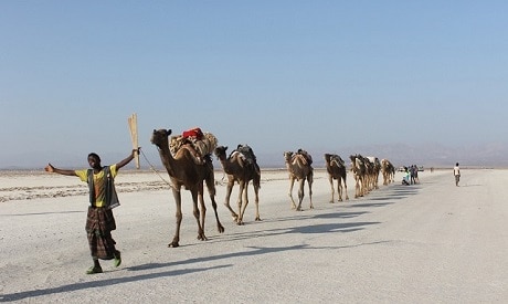 ‏‏אורחת גמלים בדרכה מאיזור אגם אסלה אל מקלה