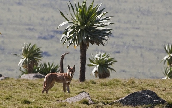הזאב החבשי – אחת החיות האנדמיות לאתיופיה