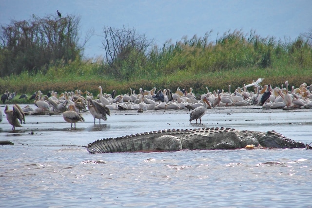 חוות התנינים באגם צ'אמו