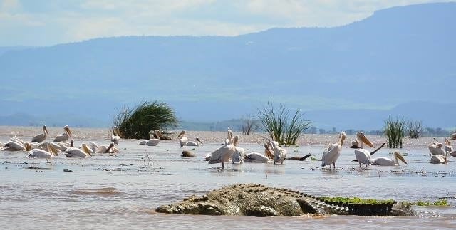 תנינים ושקנאים באגם צ'אמו